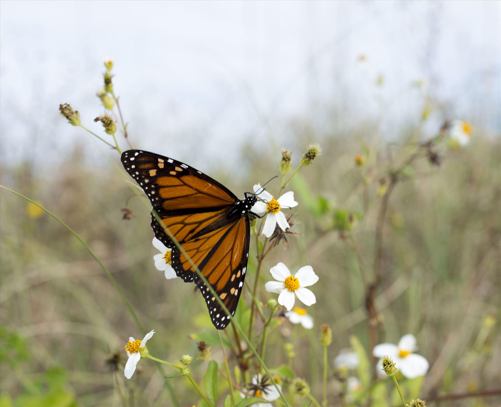DSC_8275Brenda's Butterfly2.jpg -  by Holly Naughton Photography